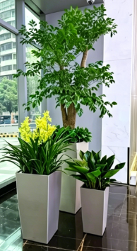 专业花木出租慈溪，打造专属绿色空间
